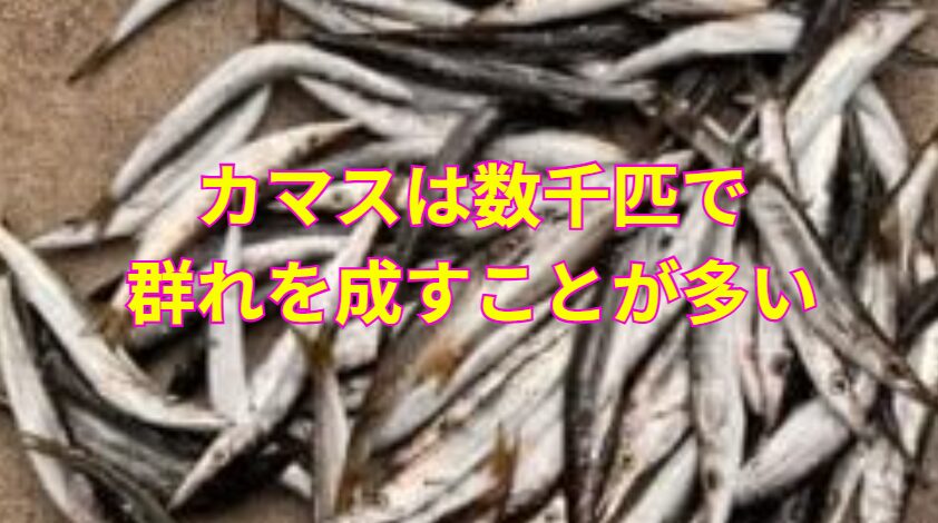 カマス千匹と言われるが、実際は数千匹の群れが多い。釣太郎