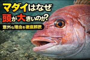 マダイの頭が大きい理由は強いアゴ、硬い歯、感覚器官、大きな口など、生きるための機能が集中しているから。釣太郎