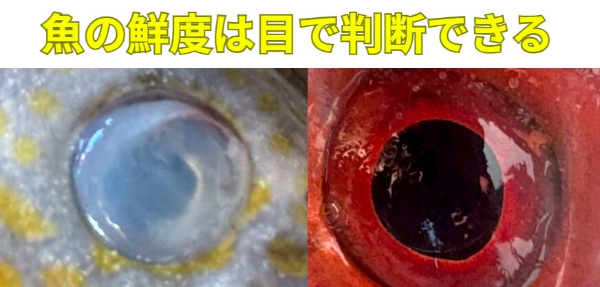 魚の目の輝きは、角膜や水晶体の透明性＝タンパク質の状態。白く濁るのは、時間の経過とともに起こる分解・乾燥・変性のサイン。釣太郎