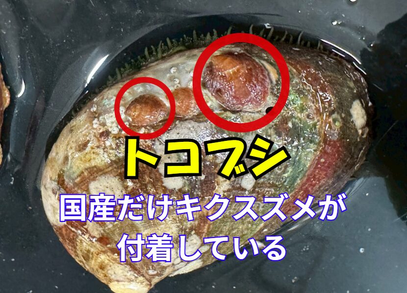 国産トコブシ（流れ子）にはキクスズメという小さな貝が付着している。韓国産にはない。釣太郎