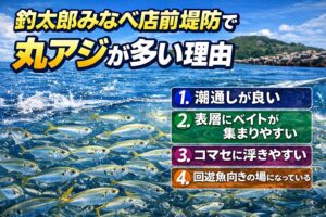 みなべ店前堤防で丸アジが多い理由は、潮通しが良い。表層にベイトが集まりやすい。コマセに浮きやすい。回遊魚向きの場になっている。この4つ。釣太郎