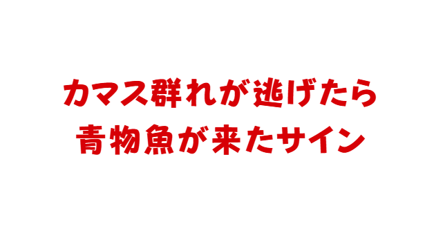カマス群れが一斉に散ったら、青物魚が来たサイン。釣太郎