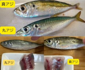 マルアジとマアジの見分け方。サビキ釣り入門。釣太郎