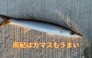 特に南紀で釣れたアカカマスは、全国的に見てもかなり満足度の高い魚。釣太郎