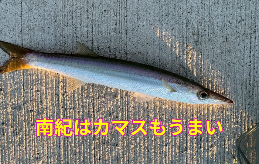 特に南紀で釣れたアカカマスは、全国的に見てもかなり満足度の高い魚。釣太郎