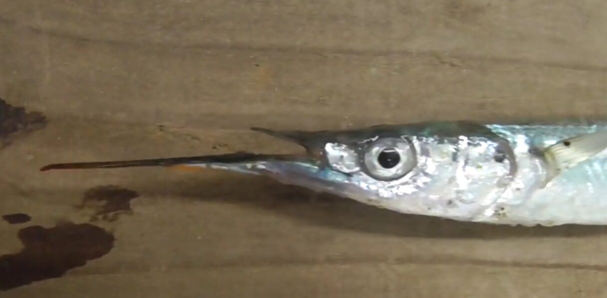 サヨリの口（特に下アゴ）が長い理由は、 “表層でのエサ捕獲に特化した形態”釣太郎