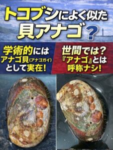 学術的には、トコブシの地方名としての「アナゴ」もある。 その一方で、 イボアナゴやマアナゴウのように、別種として認められている貝もある。釣太郎