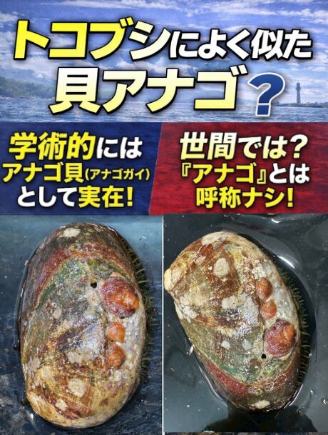 学術的には、トコブシの地方名としての「アナゴ」もある。 その一方で、 イボアナゴやマアナゴウのように、別種として認められている貝もある。釣太郎