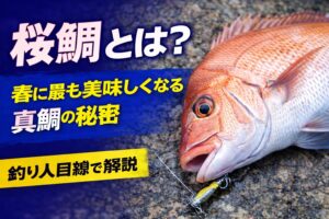 桜鯛とは春に獲れる真鯛のこと。桜の季節と重なることから、この名前が付けられました。釣太郎