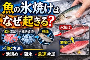 魚の氷焼けは、浸透圧ダメージ、冷却ムラ、空気乾燥。これにより魚の細胞が壊れ、身が白くなり 食感が悪くなります。釣太郎