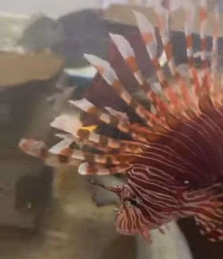 ハナミノカサゴを水槽に入れて飼育します。孔雀のように派手なのでひときわ目を引きます。釣太郎