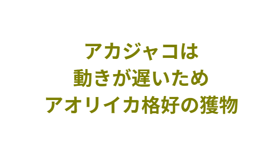 【堤防釣りの豆知識】金魚（アカジャコ）はアオリイカの大好物。釣太郎