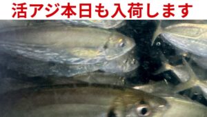 アオリイカ釣り用活アジ、本日も入荷します。釣太郎