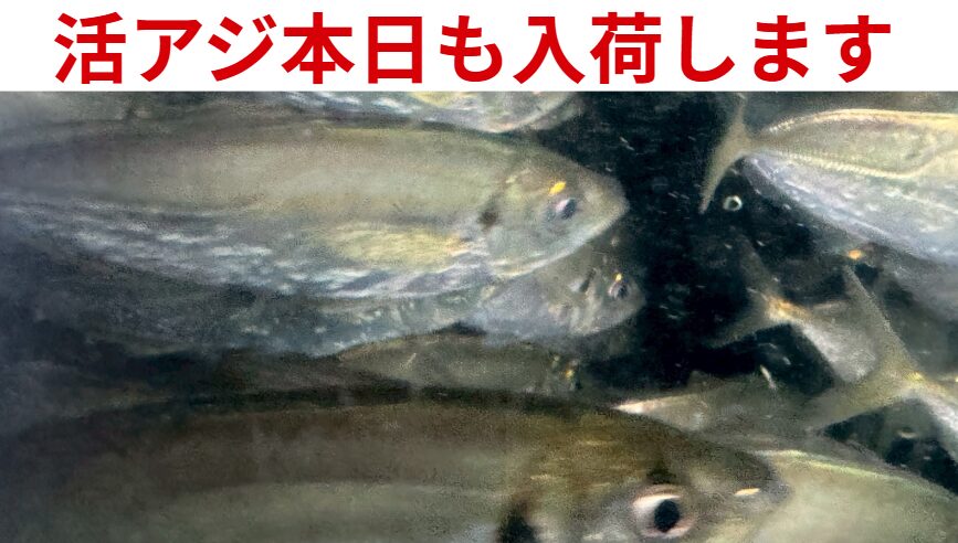 アオリイカ釣り用活アジ、本日も入荷します。釣太郎