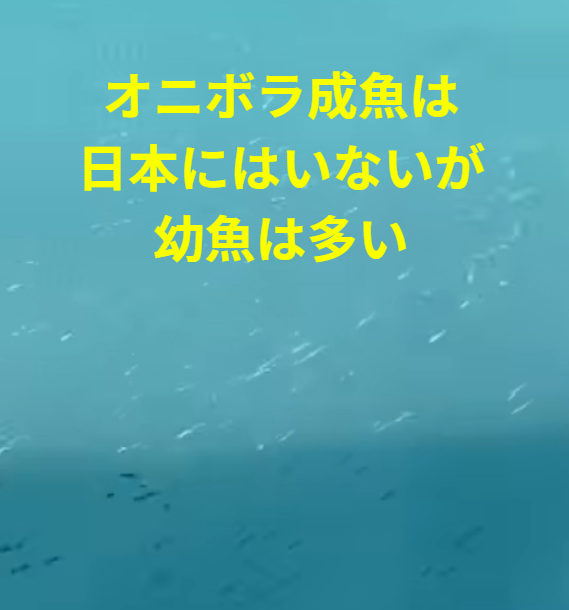 オニボラ成魚は日本にはいないが、幼魚は波止やタイドプールに多い。釣太郎