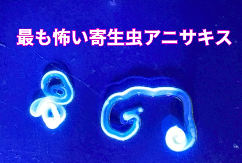 アニサキスは、サバ、 イワシ、サンマ、イカなどの生食で問題になりやすい寄生虫。釣太郎