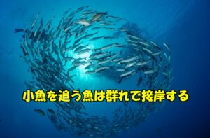 小魚の群れが岸近くに押し寄せ、その後ろをアジ・サバ・カマス・ブリなどが大群で追いかけてくる。釣太郎