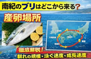 南紀で釣れるブリは、主に東シナ海や九州西方海域で産卵された魚です。 黒潮に乗って日本沿岸を回遊し、その途中で紀伊半島南部の海域を通過します。釣太郎