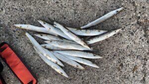 日中ですが、今、釣太郎みなべ店前堤防でワームでカマスが釣れているとのことです