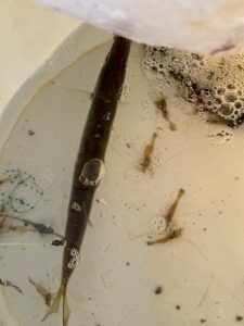 かろうじて1匹だけ釣れたカマス。これはワームでたまたま食いついただけ。大群が見えているのに今朝もさっぱり。釣太郎