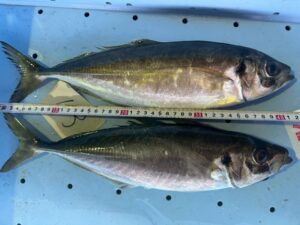 南紀の尺アジ釣り最終章ですが、今朝も42センチのギガアジが水揚げされています。2026年3月2日月曜日。釣太郎