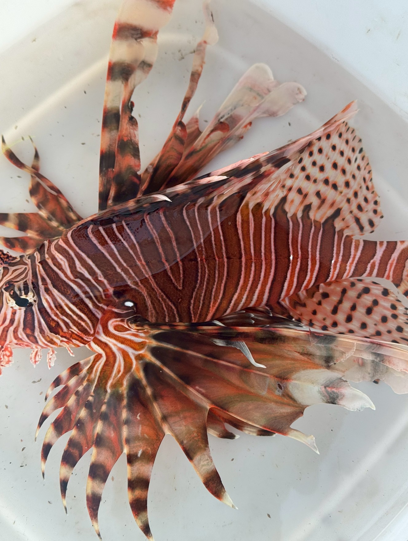 ゆっくり泳ぐミノカサゴですが、活魚捕食時は目に留まらないハイスピードになります。釣太郎