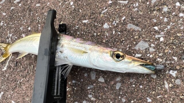 釣太郎みなべ店前堤防のカマス大群。なかなか釣れません。