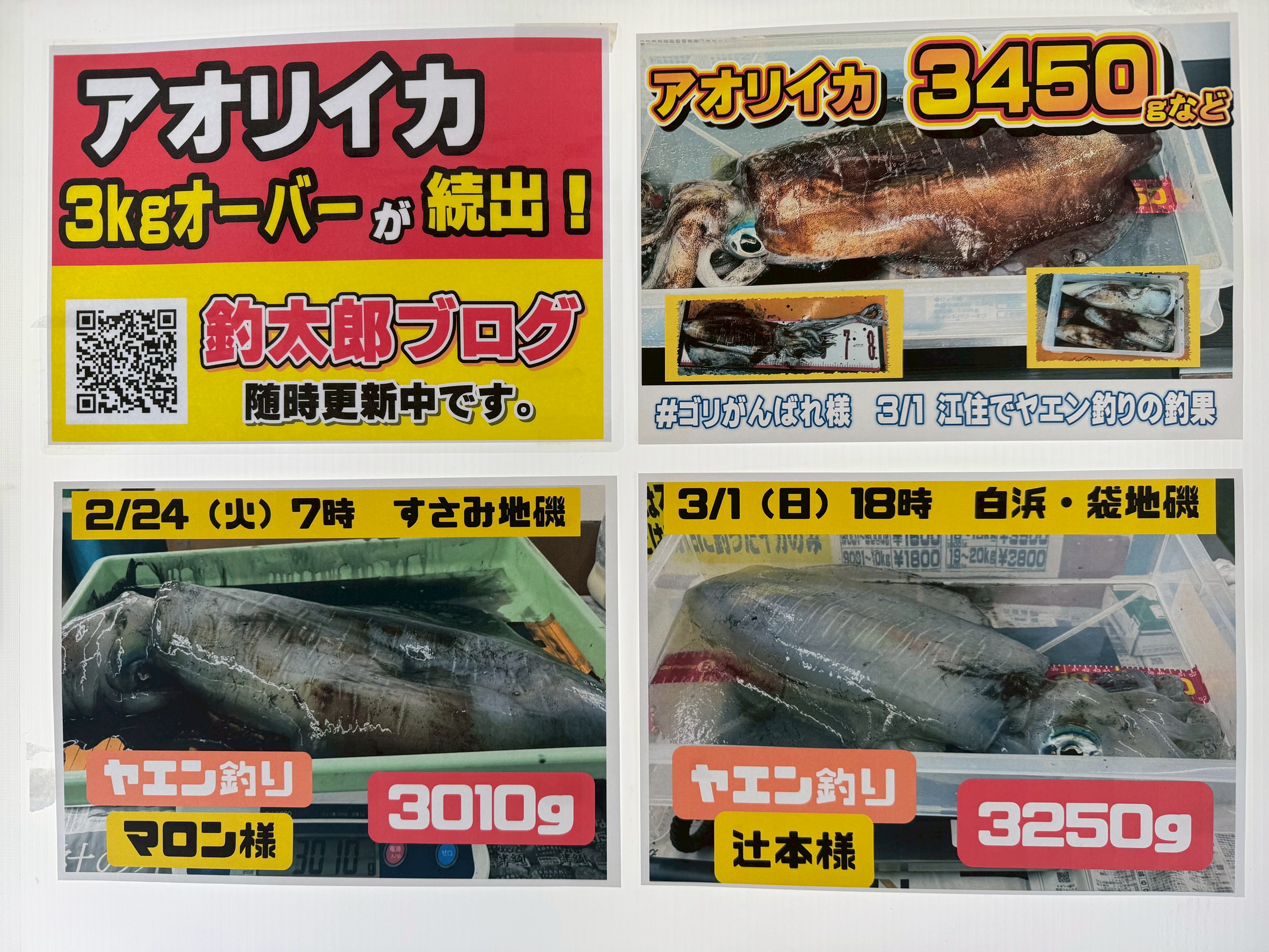 南紀のアオリイカ釣りは30年に一度の大チャンスを迎えています。釣太郎