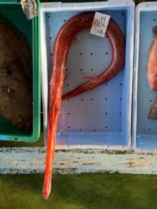 アカヤガラ！ 長い口の謎と「見た目とのギャップ」がすごい高級魚【和歌山釣り人必見】釣太郎