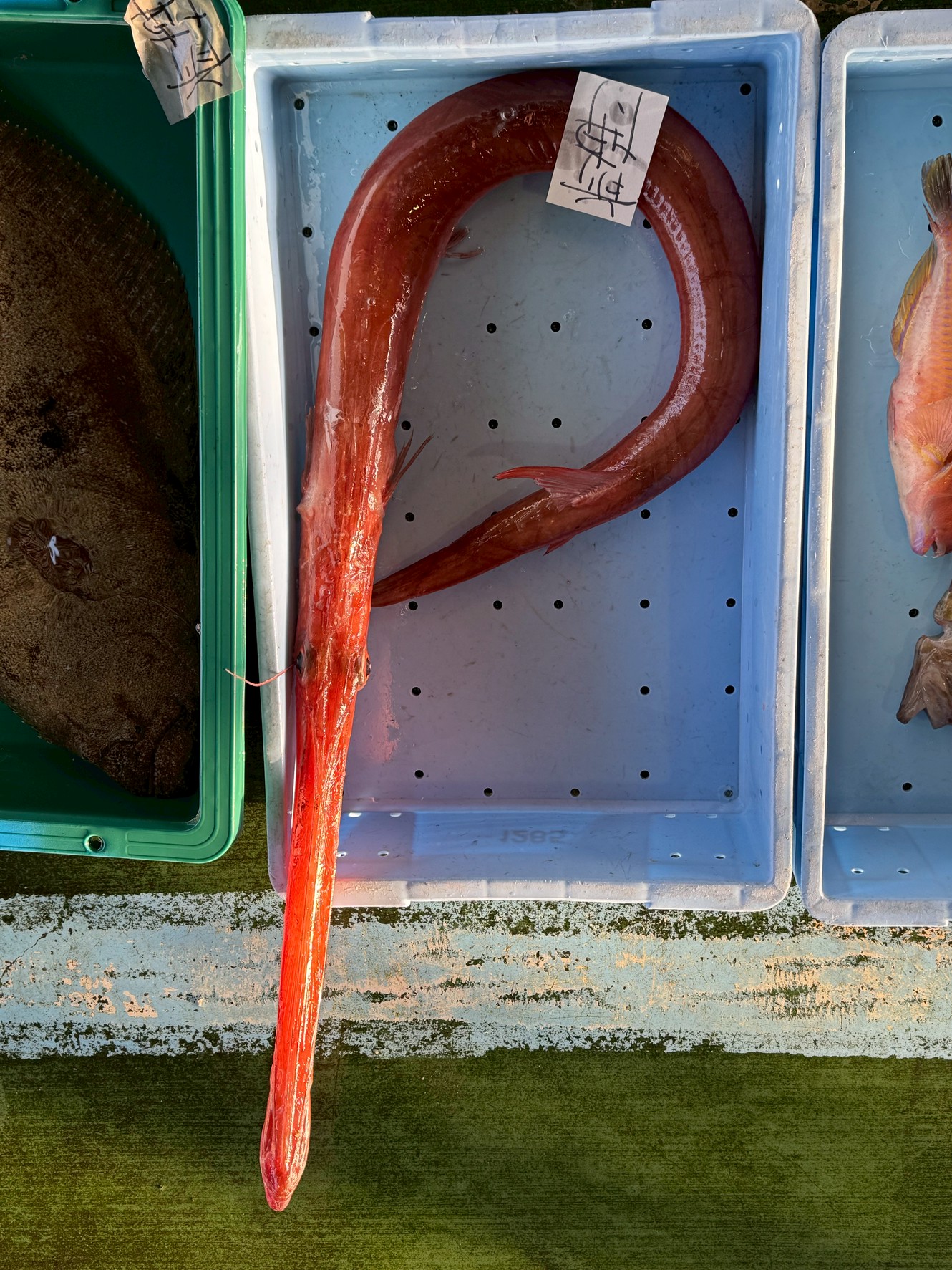 アカヤガラ！ 長い口の謎と「見た目とのギャップ」がすごい高級魚【和歌山釣り人必見】釣太郎