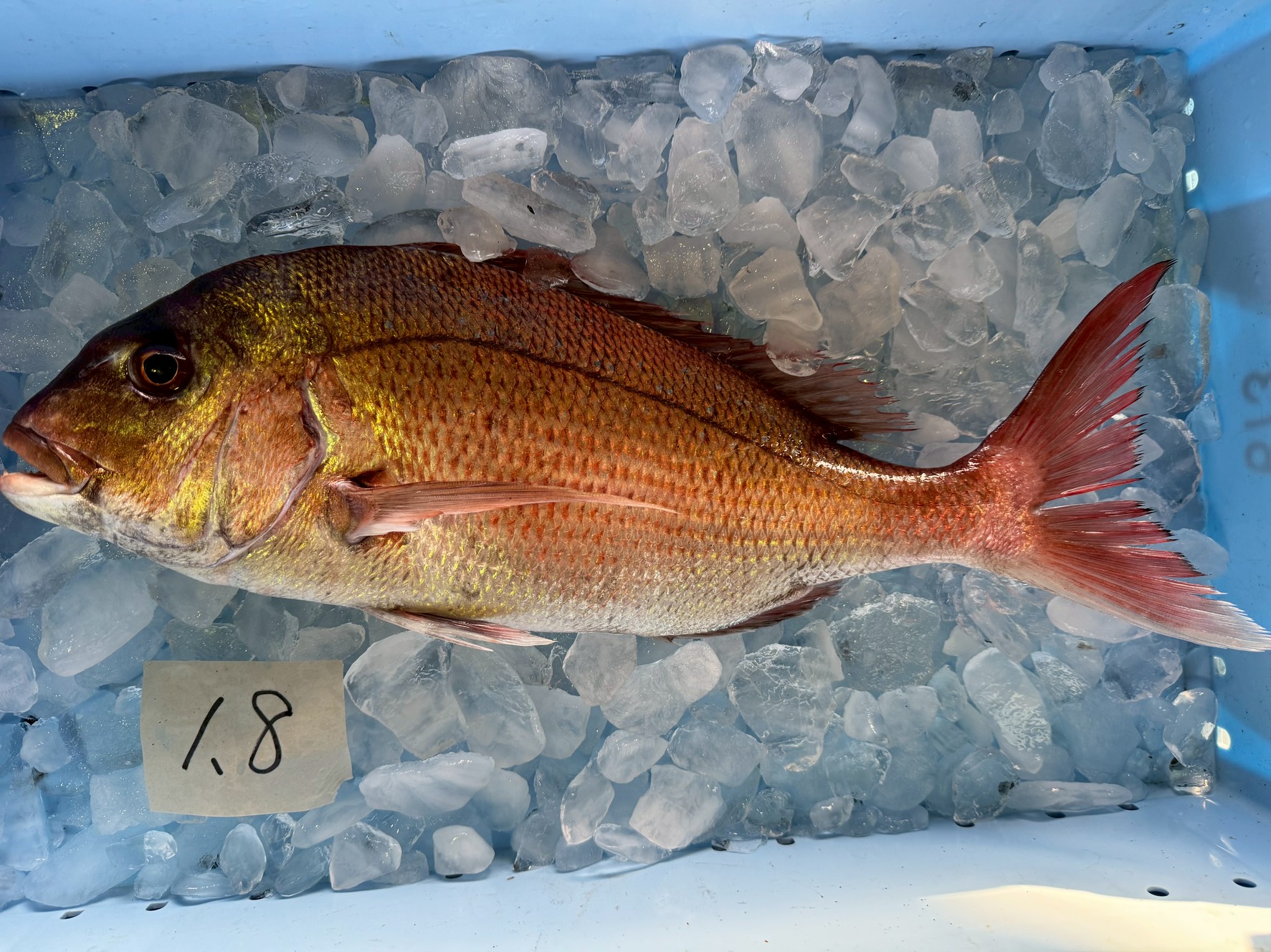 これは典型的な天然真鯛。尾鰭と胸びらが大きいのは、養殖マダイとの大きな違い。先端がピンと伸びるようにとがっています。釣太郎