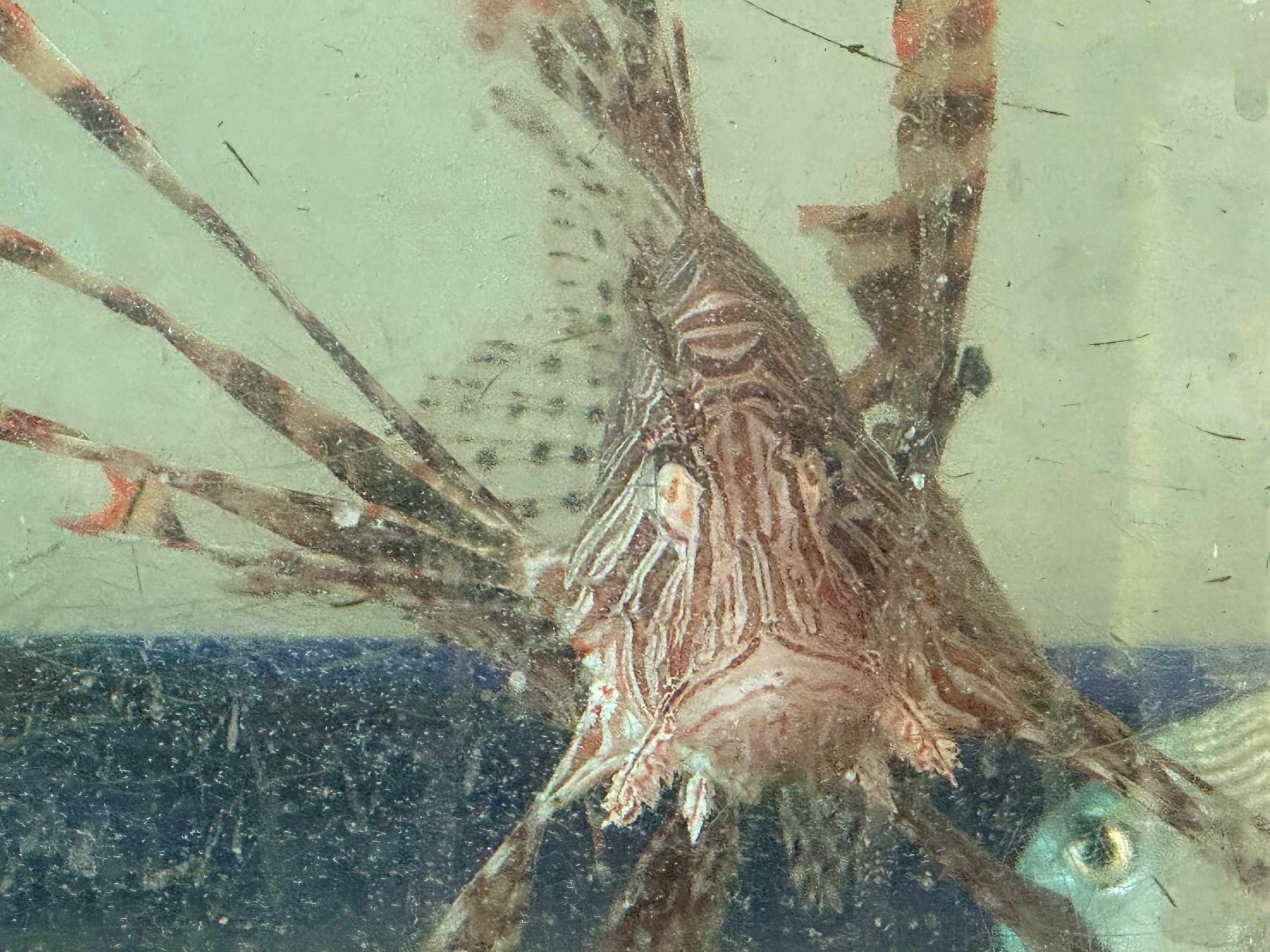 ミノカサゴは、毒があることを知らせる。体を大きく見せて襲われにくくする。ヒレで獲物を追い込む。模様で輪郭を崩す。釣太郎