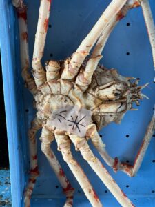 タカアシガニの季節到来。 今シーズン初水揚げの魅力と美味しい食べ方をご紹介。釣太郎