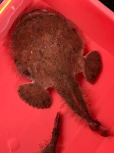 アンコウの奇妙な形は、 すべては深海という極限環境で生き残るための合理的な進化です。釣太郎