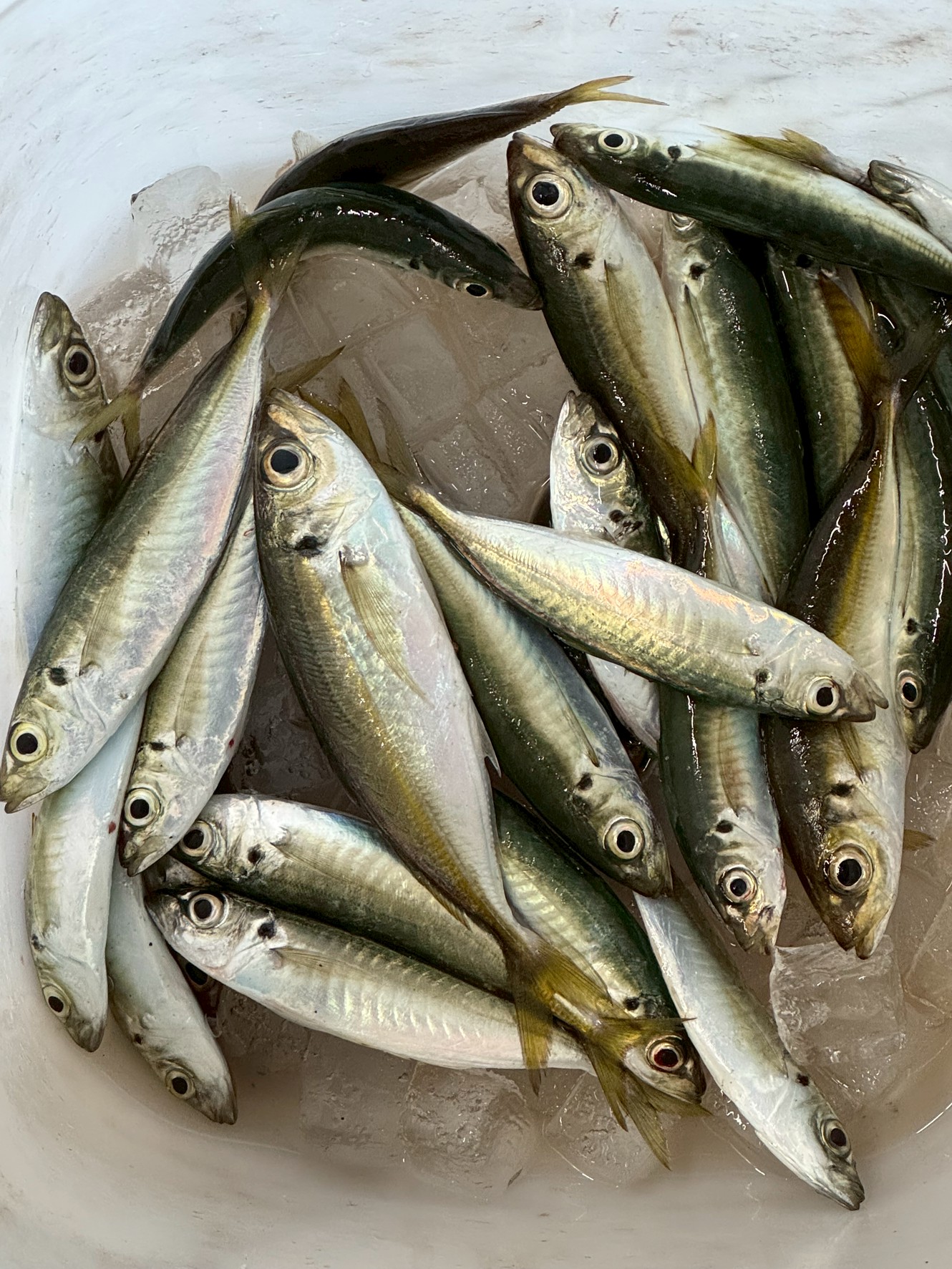 3月10日火曜日、みなべ店前堤防でのアジ懲戒。サビキ釣りで半時間ほど。釣太郎