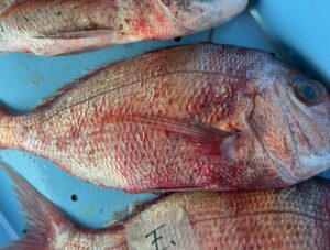 魚は打ったり擦れたりすると、写真のように赤くなりスレます。これは身がボロボロになっていると思われます。釣太郎