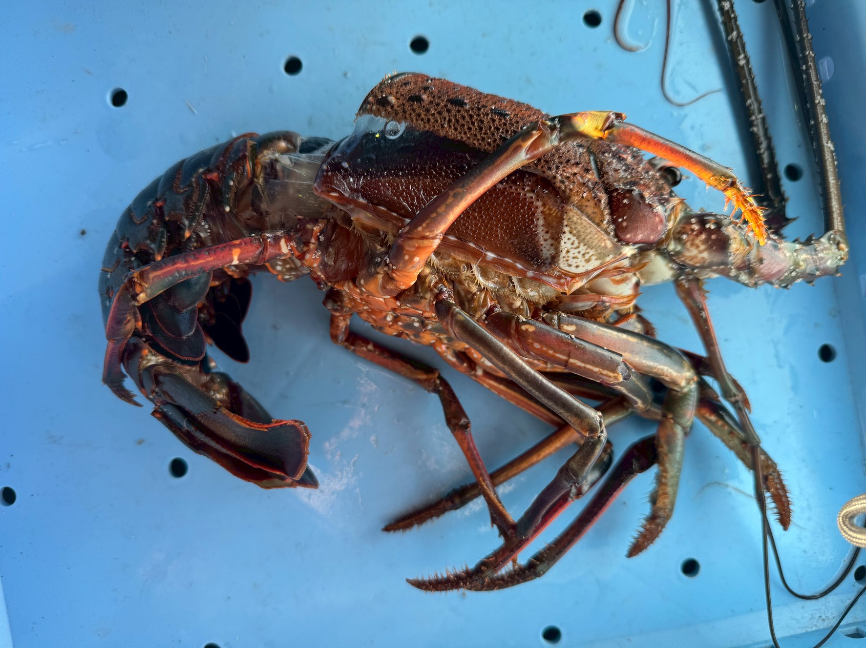 脱皮中に力尽きた伊勢海老｜原因・生態・漁業現場で起こる理由を徹底解説【保存版】釣太郎