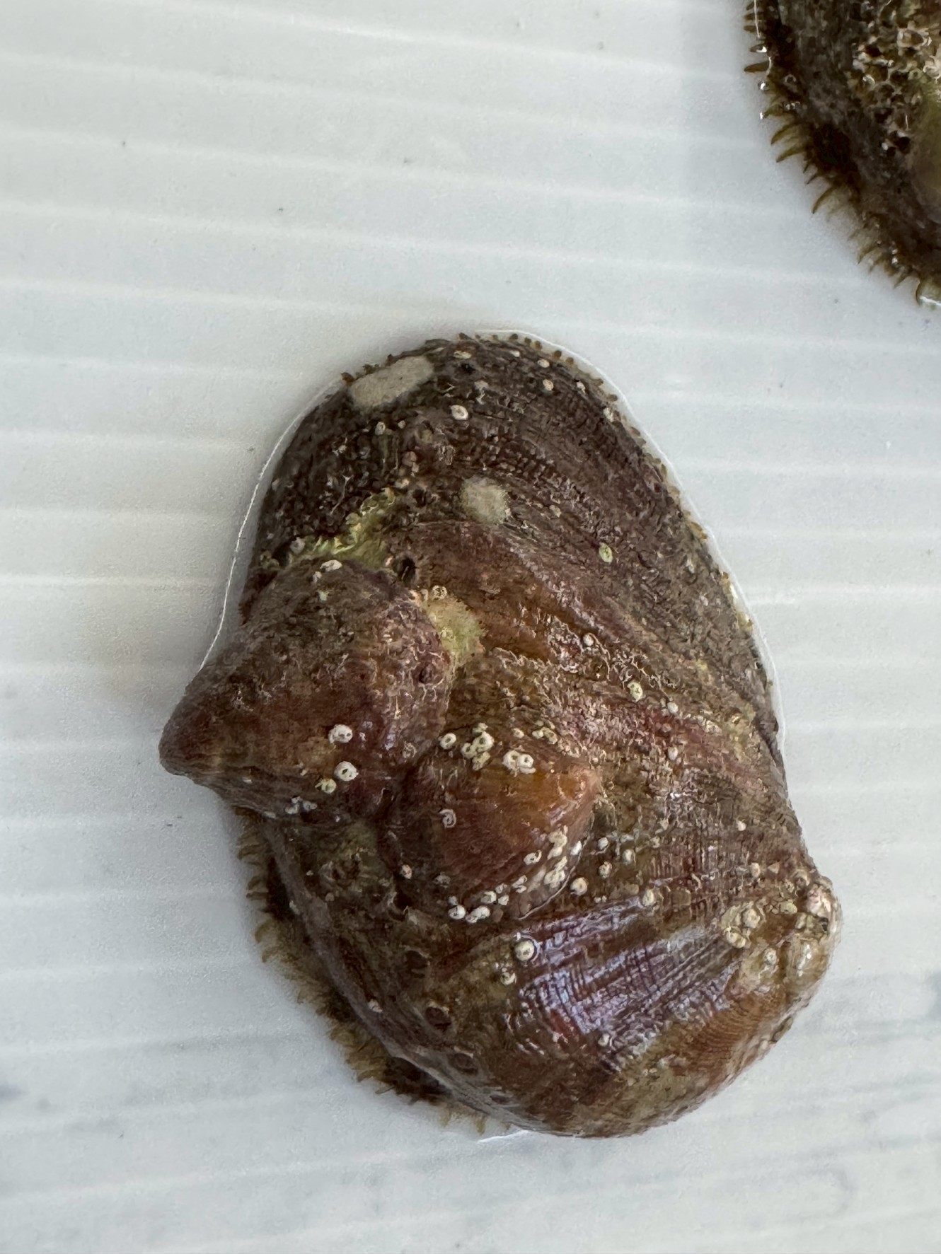 とこぶしをナガレコという呼び名は、漁師文化、 地域の方言。海の環境。 これらが組み合わさって生まれた、南紀ならではの言葉。釣太郎