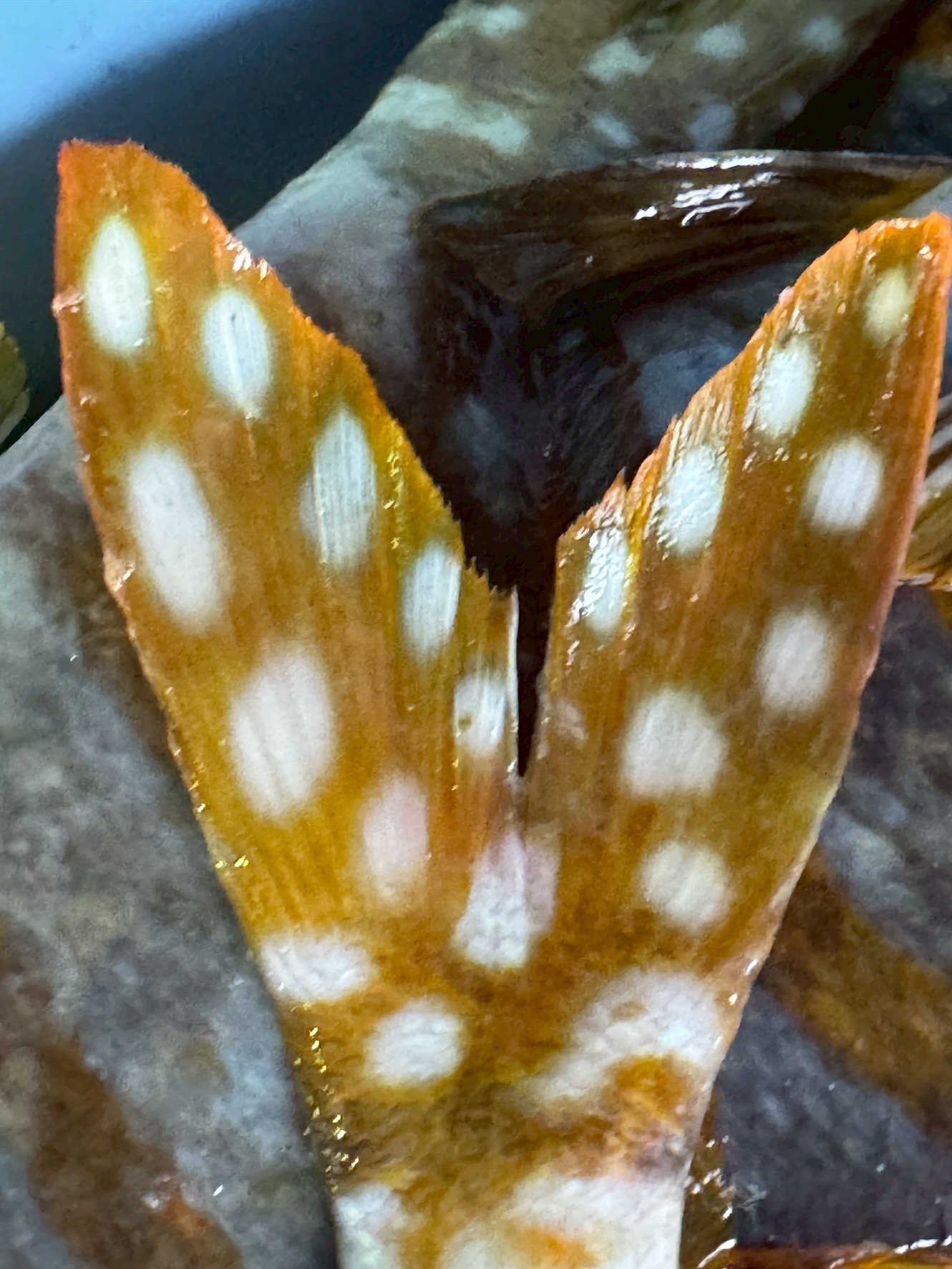 タカノハダイの尾鰭が斑点模様なのは、保護色。 識別。攻撃そらし。釣太郎