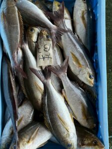 【完全保存版】南紀のイサギが美味い理由｜脂・身質・環境・エサの科学的根拠。釣太郎