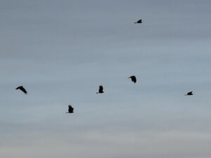南紀の磯でよく見かけるのは、 まず圧倒的にトビです。ワシ、タカではありません。釣太郎