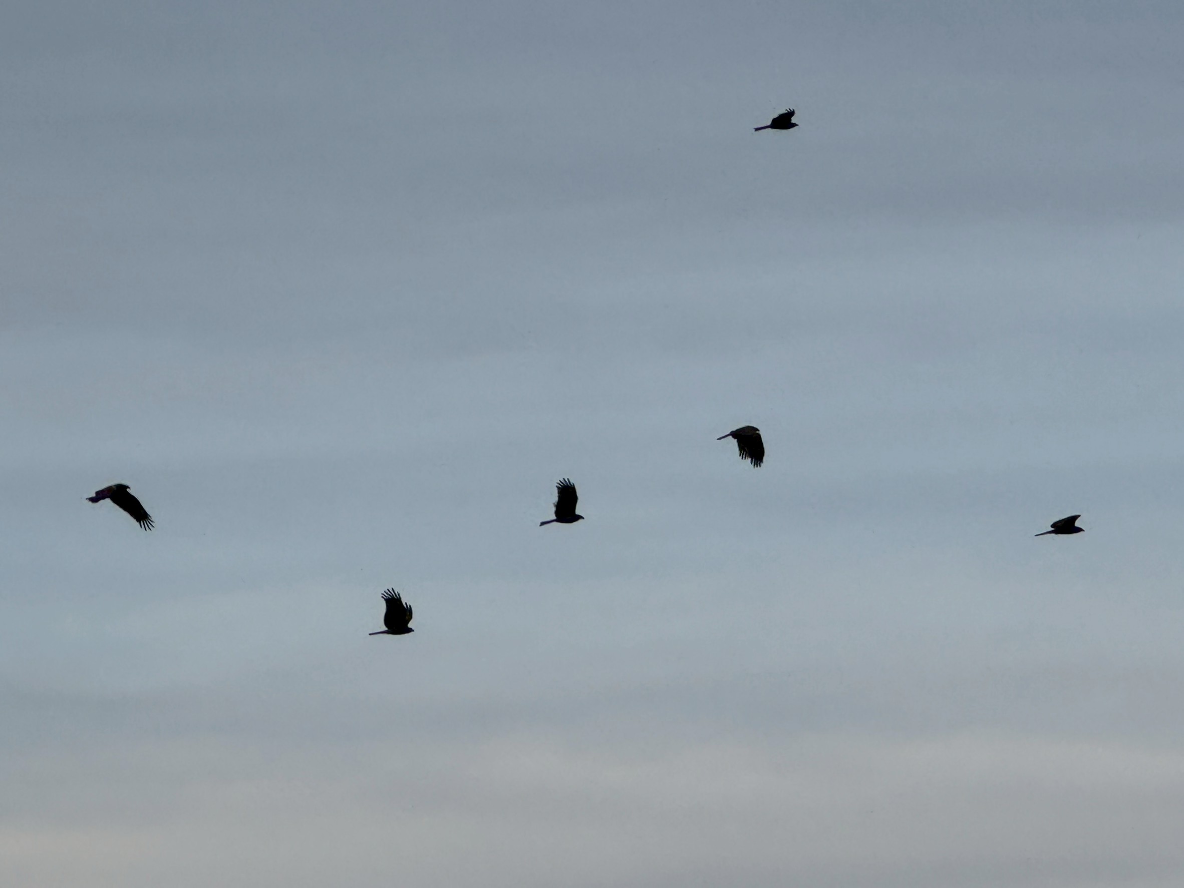 南紀の磯でよく見かけるのは、 まず圧倒的にトビです。ワシ、タカではありません。釣太郎