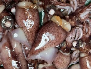 ホタルイカの目が固いのは「レンズが石灰化している」から。食べても問題ありません。釣太郎