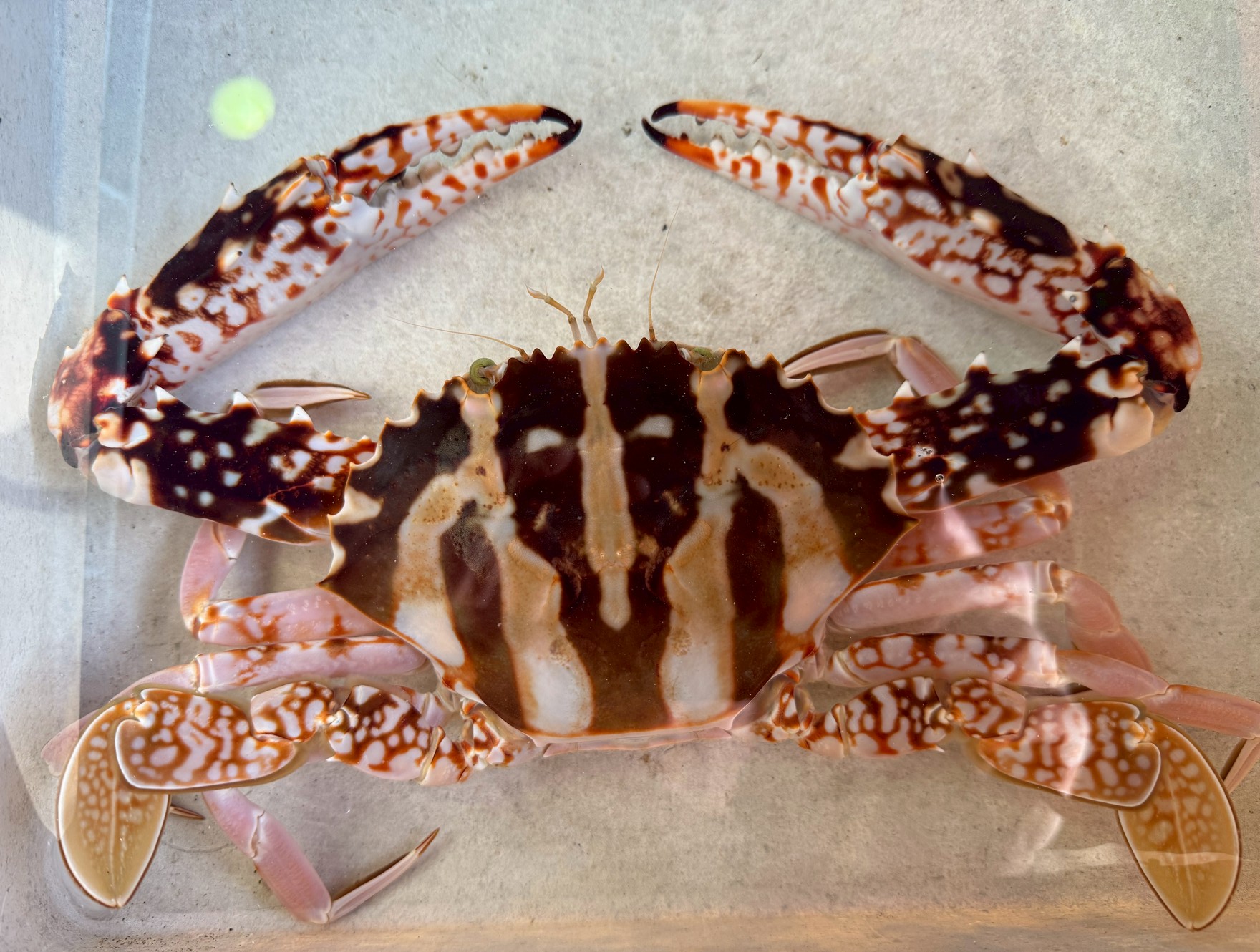 シマイシガニの特徴と生態説明。釣太郎