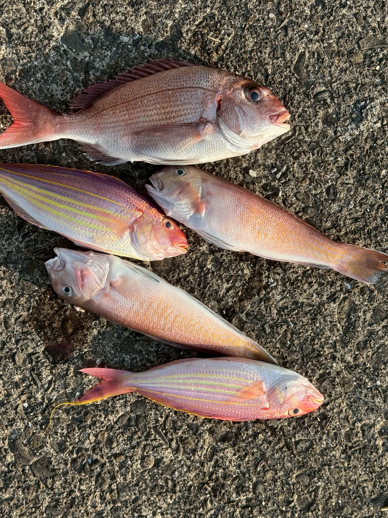 「魚持っていね」標準着に直すと「魚を持って帰れ」南紀の方言。釣太郎