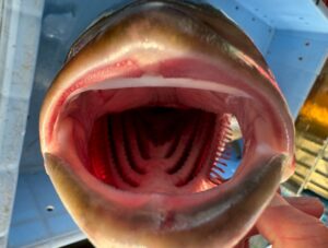 ブリの捕食は「水流操作型」吸い込む際、ブリは口を大きく開けて水ごとベイトを吸引します。釣太郎