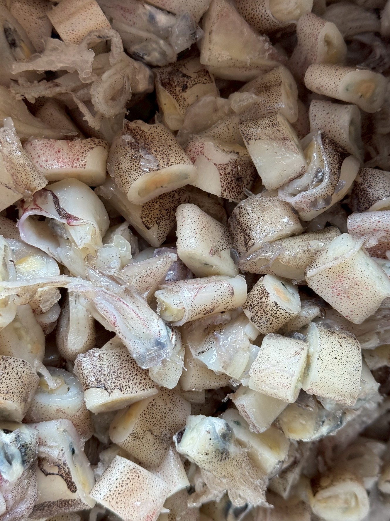 シロアマダイのはえ縄（釣り）エサのイカ切り身。赤甘鯛はエビのほうがいいそうです。釣太郎