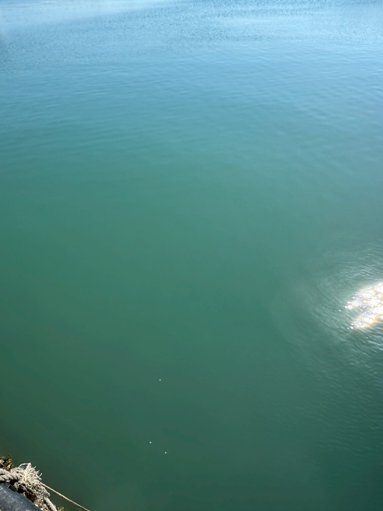 海は濁ったり清んだり、これの繰り返し。釣太郎
