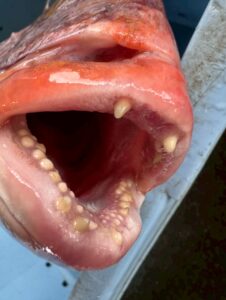 真鯛の「犬歯」と「臼歯」のコンビネーションこそが、真鯛が幅広い食性を持ち、食物連鎖の上位に君臨できる理由。釣太郎