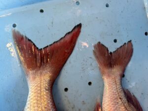 同じ天然真鯛でも尾ひれが全く違うのは、左：外洋系の回遊型（速い潮で鍛えられた尾）右：湾内・岩礁帯の居着き型（小回り重視の尾）釣太郎